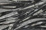 Polished Fossil Orthoceras (Cephalopod) Plate - Morocco #359592-1